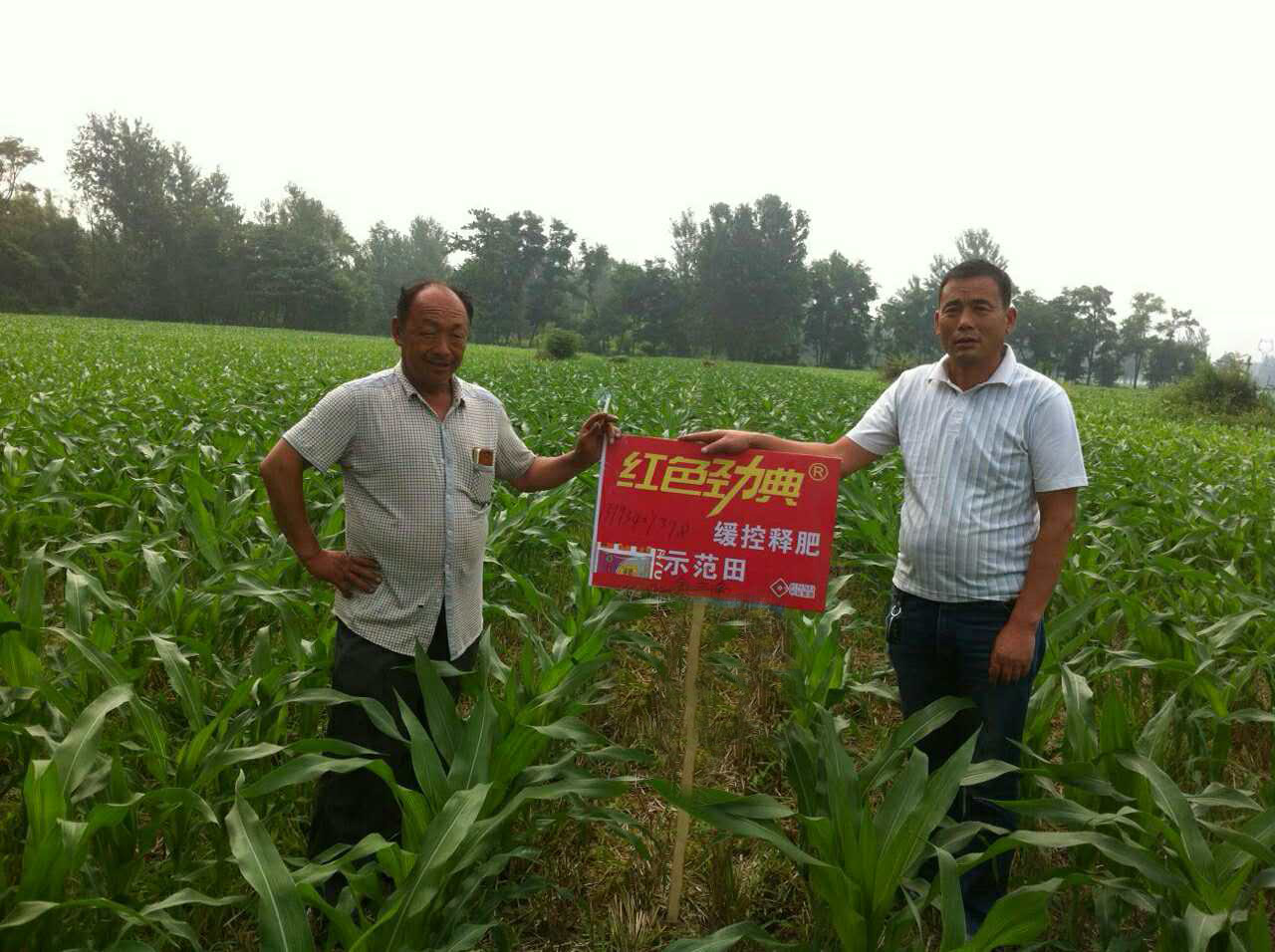 茄子视频免费观看视频緩釋肥示範田，玉米苗期長勢好！