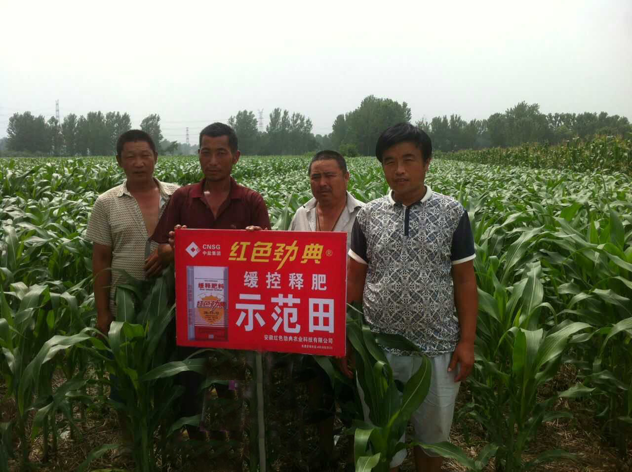 玉米緩釋肥示範園裏的玉米越長越好！