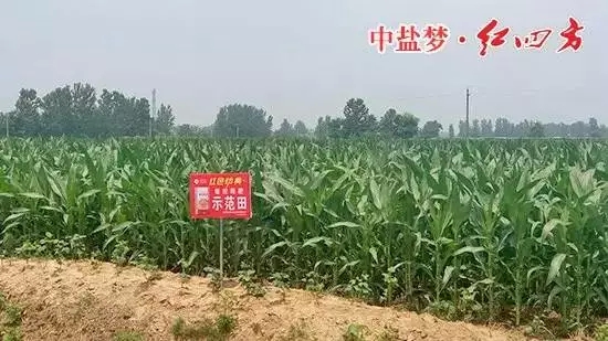 茄子视频免费观看视频緩釋肥在商丘玉米上表現突出！